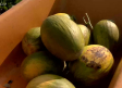 Finca Hualdo recupera la variedad de melón mochuelo