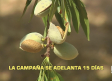 La campaña de almendra se adelanta 15 días - 11/08/2026