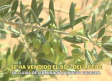 Se ha vendido el 90 % del aceite - 13/08/2026