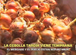 La cebolla tardía viene temprana - 19/08/2026