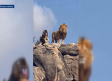 Ola de memes en las redes sociales sobre el león de la Sierra de San Vicente