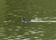 Récord de aves acuáticas en las Tablas de Daimiel