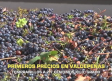 Primeros precios en Valdepeñas - 26/08/2026