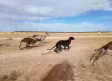 25 galgos han participado en la tradicional carrera de Santa Cruz de la Zarza