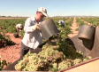 Las variedades más tempranas de uva ya están recogidas en Castilla-La Mancha