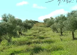 Los olivos de la Alcarria podrían conseguir un sello marchamo de calidad