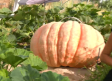 Calabazas XXL en Marchamalo