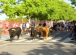 Illescas despide sus fiestas con un encierro urbano
