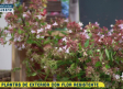 Plantas de exterior con flor resistente
