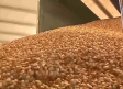 Escasa recolección de almendra en la provincia de Ciudad Real