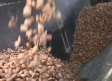 Recogida de almendras en Aguas Nuevas (Albacete)