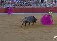 Novillada desde Villaseca de la Sagra