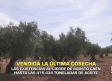 Vendida la última cosecha de aceite - 14/09/2026