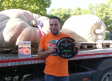 Marchamalo exhibe sus calabazas gigantes