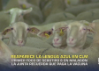 Reaparece la lengua azul en Castilla-La Mancha - 15/09/2026