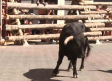 Elche de la Sierra da el pistoletazo de salida a sus encierros