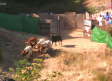 Jadraque celebra su primer encierro por el campo