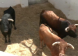 Almodóvar del Campo disfruta de sus primeros encierros