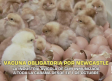 Vacuna obligatoria por Newcastle - 17/09/2026