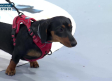 Revisiones periódicas de nuestras mascotas