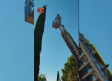 Rescatan a un gato atrapado en un árbol a 10 metros de altura