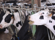 Detectan el virus Shamonda en cuatro granjas de vacuno de leche en Toledo: qué es y cómo afecta al ganado