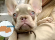 Cómo actuar a la hora de adoptar un perro