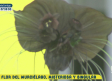 Flor del murciélago, misteriosa y singular