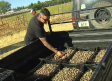 Plantan en la provincia de Guadalajara los primeros bulbos de azafrán