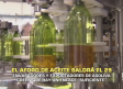 El primer aforo de la nueva cosecha olivarera se conocerá el 29 de septiembre - 24/09/2026
