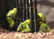 Así van los trabajos de la construcción de la mina de Wolframio en Abenójar
