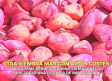 Otra siembra de ajo con altos costes - 28/09/2026