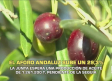 Andalucía espera una producción de aceite de 1.261.200 toneladas - 29/09/2026