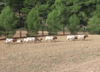 Vivimos la trashumancia por el embalse del Talave