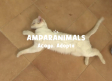 Adoptar un gato es mejor que un perro... si es tu primera mascota