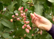 Conocemos el cultivo del pistacho