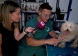 "Arte canino" recorre la región sobre cuatro ruedas
