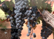 Los nuevos retos de los vinos de Mondéjar