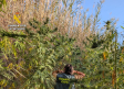 Ocho detenidos por cultivar una plantación de marihuana cerca de un arroyo en Pantoja
