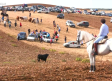 Encierro por el campo en Málaga del Fresno