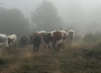 Encierros en Férez para celebrar sus fiestas