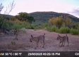 Se avistan a tres cachorros de lince ibérico en Cabañeros