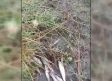 Las cenizas del incendio de Burgohondo provocan la muerte de peces en el río Tiétar