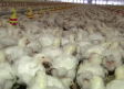 El virus de Newcastle mantiene en guardia al sector de producción de huevos