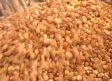 El cultivo de pistacho en Castilla-La Mancha refuerza su posición en el mercado