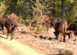 Nace el primer bisonte en El Recuenco