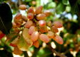 Recogemos pistachos en Villamalea