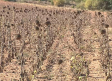 Descontento entre los agricultores en relación a la campaña del girasol