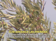 Primeras molturaciones en frío con la mirada puesta en las bajas existencias - 14/10/2026