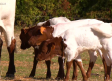 Conocemos las vacas berrendas de la finca "La Morera"